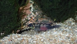 Nannochromis transvestitus Gelege.JPG