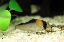 Corydoras adolfoi.jpg