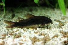 Corydoras aeneus black.jpg