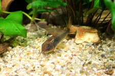 Corydoras aeneus.jpg