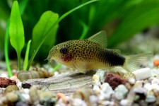 Corydoras similis gold.JPG