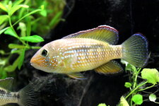 Microgeophagus altispinosa.jpg