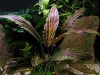 Cryptocoryne 