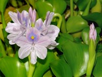 Eichhornia crassipes Blüte .jpg