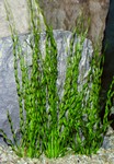 Helanthium vesuvius.jpg