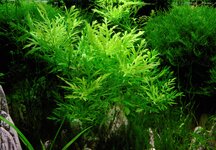 Hygrophila difformis .jpg