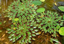 Ludwigia sedioides Schwimmpflanze.jpg