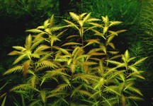 Proserpinaca palustris.jpg